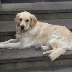 Golden Retriever for sale in Dublin : €300 dogs.ie