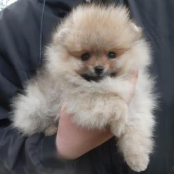 Pomeranian for sale.