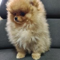 Pomeranian for sale.
