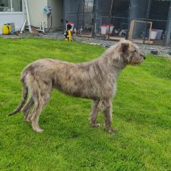 Irish Wolfhound for sale.