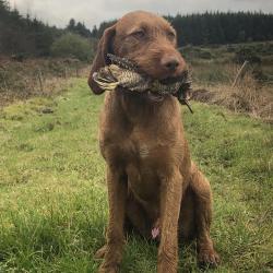 Vizsla For Sale In Limerick 800 Dogs Ie