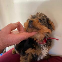 Yorkshire Terrier for sale.