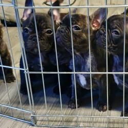 French Bulldog for sale.