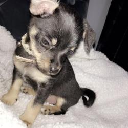 puppies-for-sale-puppies-ie