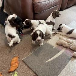 Spaniels for sale.
