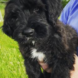 Portuguese Water Dog for sale.