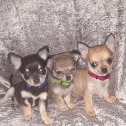 Chihuahua for sale.