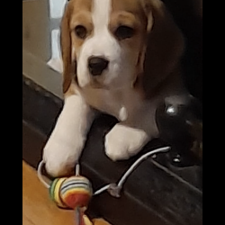 Beagle for sale.