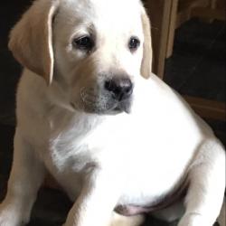 Labrador for sale.