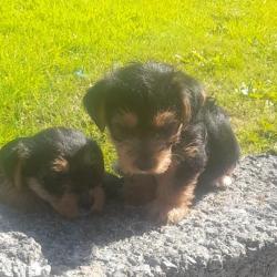 Yorkshire Terrier for sale.