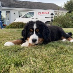 Bernese Mountain for sale.
