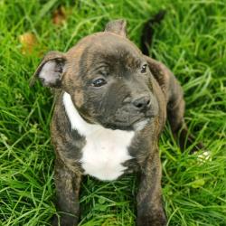 Staffordshire Bull Terrier for sale.