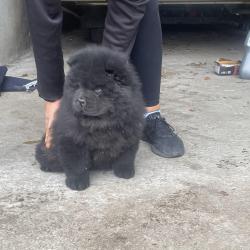 Chow Chow for sale.