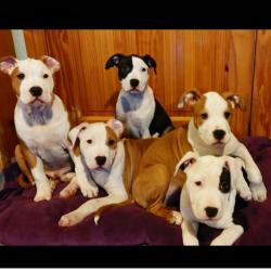 American Staffordshire Terrier for sale.