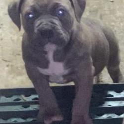 American Bully for sale.