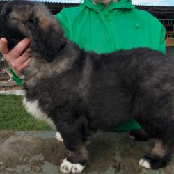 Caucasian Shepherd Dog for sale.