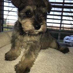 puppies-for-sale-puppies-ie-find-a-puppy-for-sale