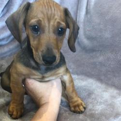 dash hound pups for sale
