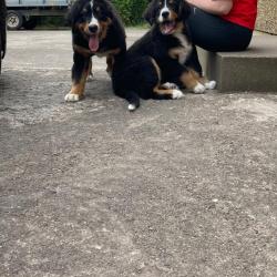 Bernese Mountain for sale.