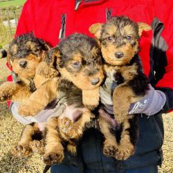Airedale Terrier for sale.