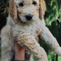 Labradoodle for sale.