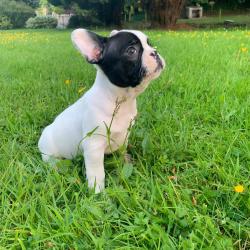 French Bulldog for sale.