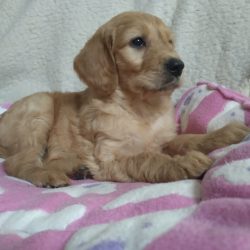 Doodles For Sale In Kerry 500 Dogs Ie