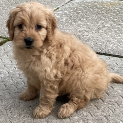 puppies-for-sale-puppies-ie