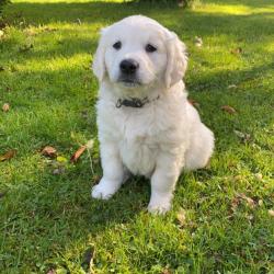 puppies-for-sale-puppies-ie