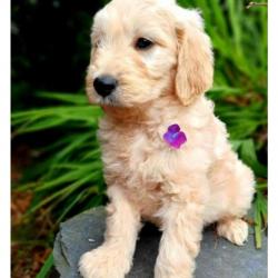 Labradoodle for sale.
