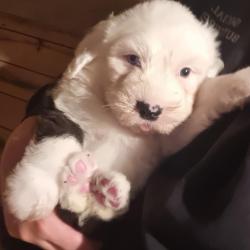 Old English Sheepdog for sale.