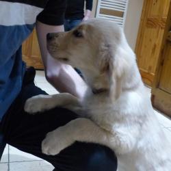 Golden Retriever For Sale In Wexford 1300 Dogs Ie