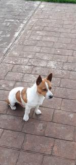 Bailey the Jack Russell in Galway for sale.