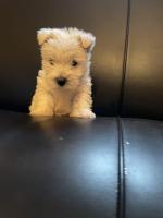 West highland terrier pups for sale.
