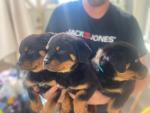 3 chunky Rottweiler  pups for sale.