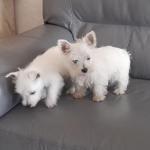 West Heighland Terrier for sale.