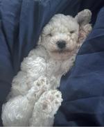 BEAUTIFUL BICHON FRISE PUPPIES for sale.