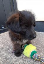 Jackapoo (Miniature Jack Russell x Toy Poodle)  in Cork for sale.
