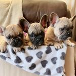 French Bulldog Puppies for sale.