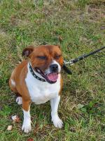 Red & White IKC Staffordshire Bull Terrier Female (12 months old) for sale.