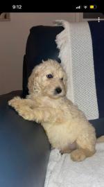 Male Labradoodle Pup for sale.