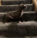 American Staffordshire terriers in Dublin for sale.