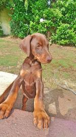 Stunning Dobermans [sold].