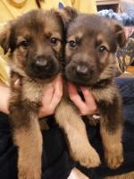 IKC reg German Shepherd puppies in Wexford for sale.