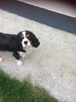 Female King charles 17 months old for sale.