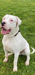 Rocco the Dogo Argentino for sale.