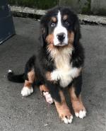 IKC Bernese Mountain Dog puppies for sale.