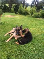 6 Active German Shepherd puppies for sale.