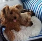 Chewie the Yorkshire Terrier X in Limerick for sale.