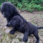 Working Black lab pups for sale.